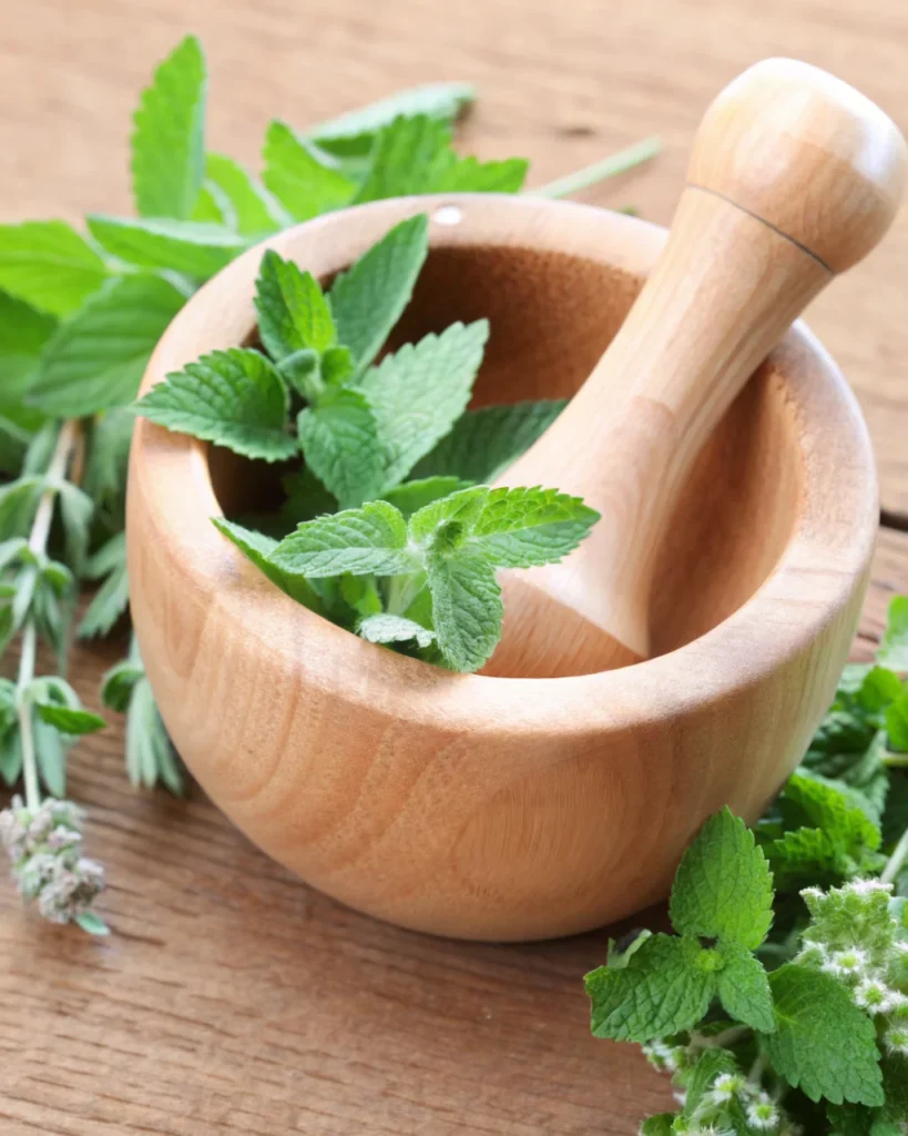 Fresh melissa officinalis lemon balm leaves growing naturally for weight loss tea preparation